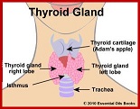 Do you have a Family Member or Friend that has Thyroid Disease?